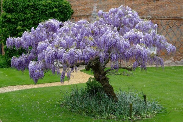 Wisteria Chinensis - imagine 3