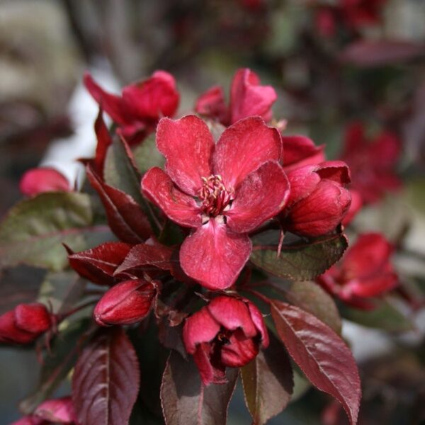 Malus Royalty